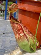 Nepenthes thorelii x rafflesiana